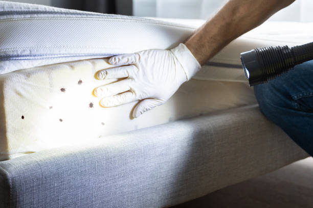 Best Wasp Removal Services  in Louisville, GA
